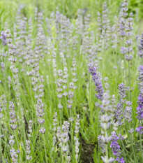 Levandule lékařská růžová SPECIÁL - Lavandula angustifolia - semena levandule - 15 ks