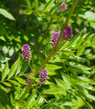 Lékořice lysá - Glycyrrhiza glabra - semena lékořice - 4 ks