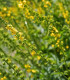 Řepík lékařský - Agrimonia eupatoria - semena řepíku - 20 ks