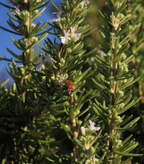 Rozmarýn lékařský - Rosmarinus officinalis - semena rozmarýnu - 50 ks