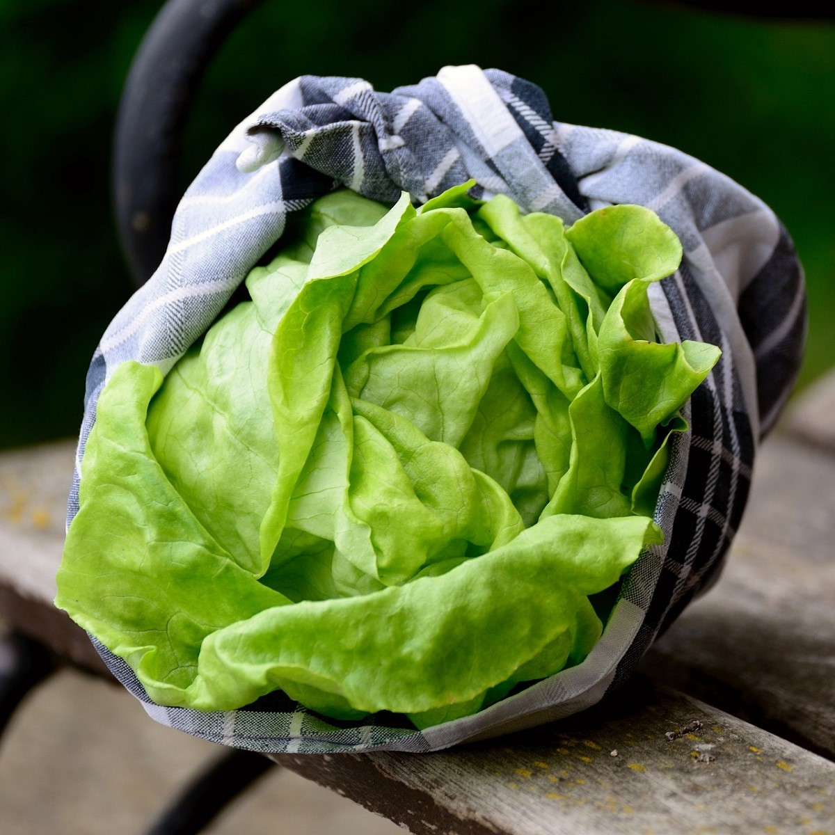 BIO Salát ledový Saladin - Lactuca sativa - bio semena salátu - 100 ks