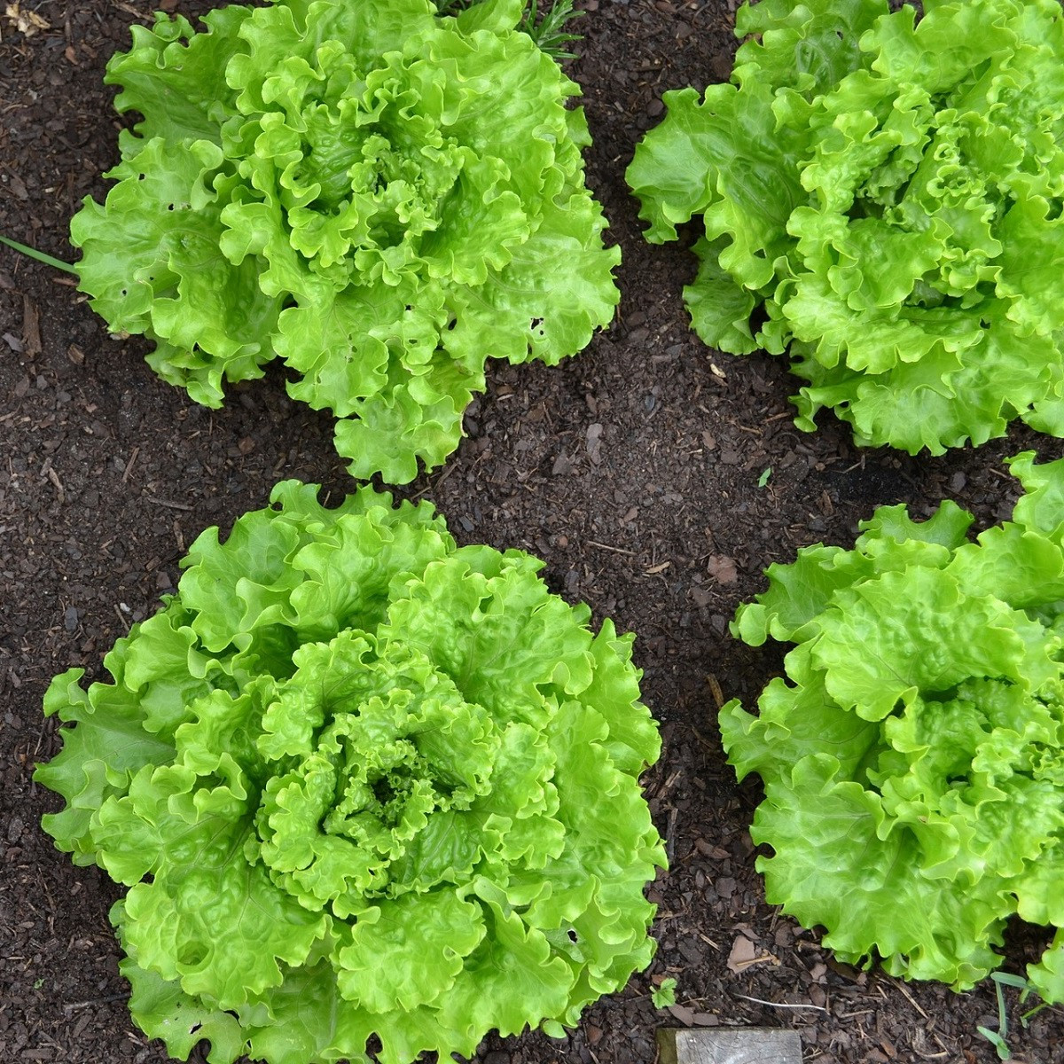 Salát Batavia - Lactuca sativa - semena salátu - 800 ks