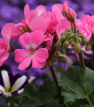 Muškát páskatý Horizon - Pelargonium zonale - semena - 4 ks