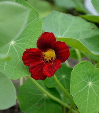 Lichořeřišnice červenočerná Black Velvet - Tropaeolum minus - semena lichořeřišnice - 15 ks