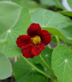 Lichořeřišnice červenočerná Black Velvet - Tropaeolum minus - semena lichořeřišnice - 15 ks