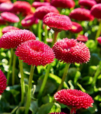 Sedmikráska chudobka červená Tasso - Bellis perennis - semena sedmikrásky - 50 ks