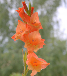Gladiol Ovatie - Gladiolus - hlízy mečíku - 3 ks