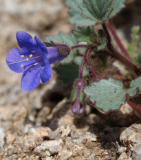 Svazenka modrá - Phacelia campanularia - semena svazenky - 800 ks