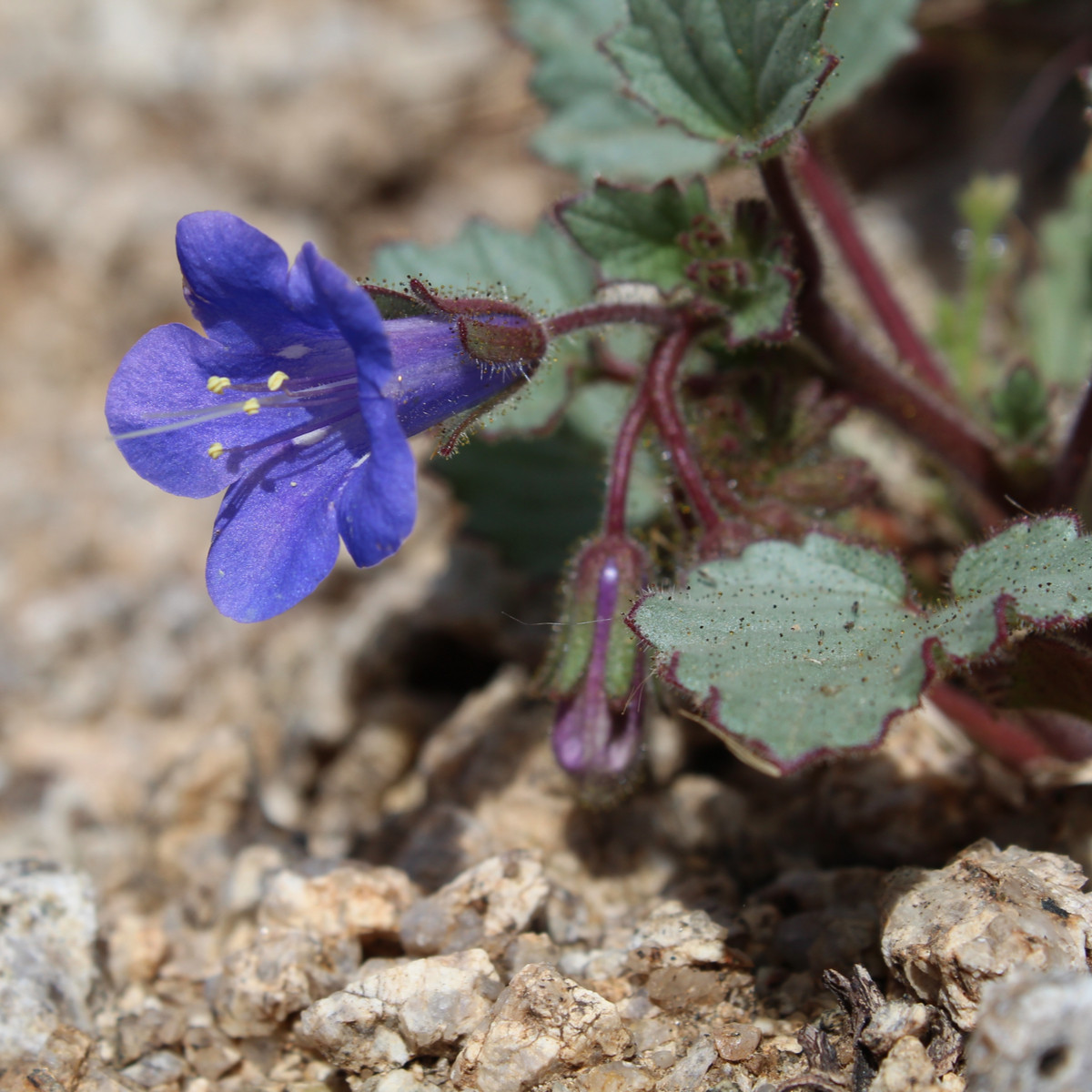 Svazenka modrá - Phacelia campanularia - semena svazenky - 0,7 g
