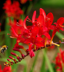 Montbrécie Červený král - Crocosmia - hlízy montbrécie - 4 ks