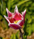 Tulipán Claudia - Tulipa - cibule tulipánu - 3 ks