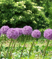 Česnek Globemaster - Allium - cibule okrasného česneku - 1 ks