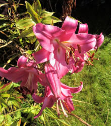 Lilie Pink Perfection - Lilium - cibule lilií - 1 ks