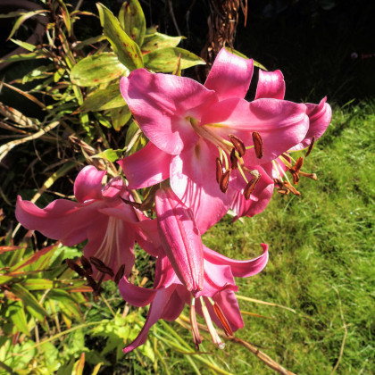 Lilie Pink Perfection - Lilium - cibule lilie - 1 ks