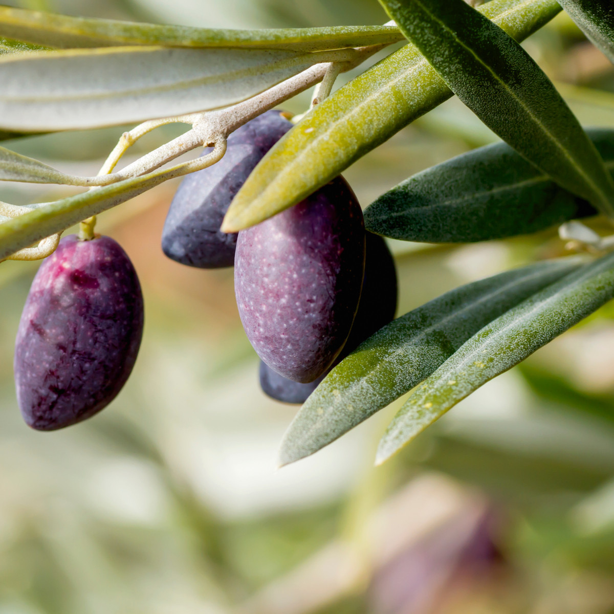 Olivovník evropský - Olea europeae - semena olivovníku - 5 ks