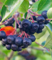 Černý jeřáb - Aronia melanocarpa - semena jeřábu - 7 ks