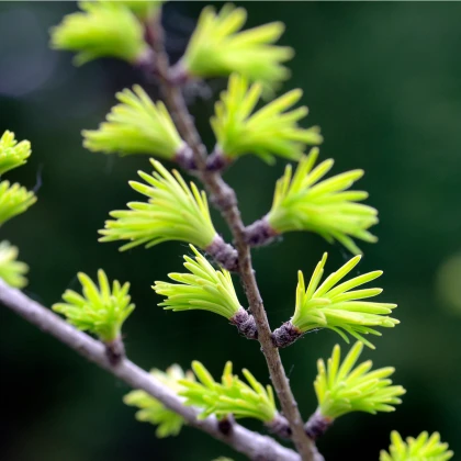 Pamodřín líbezný - Pseudolarix amabilis - semena pamodřínu - 6 ks