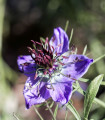 Černucha španělská - Nigella hispanica - semena černuchy - 80 ks