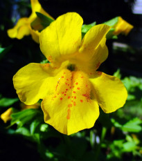 Kejklířka žlutá - Mimulus luteus - semena kejklířky - 200 ks