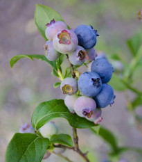 Borůvka americká modrá - Vaccinium corymbosum - sazenice borůvky - 1 ks