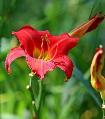 Denivka Red Magic - Hemerocallis - hlízy denivky - 1 ks