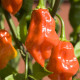 BIO Chilli Habanero oranžové - Capsicum chinense - bio semena chilli - 6 ks