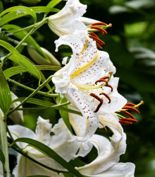 Lilie White Tiger - Lilium - cibule lilie - 1 ks