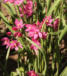 Česnek vysokohorský - Allium oreophillum - cibule okrasného česneku - 3 ks