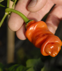 Chilli oranžové Peter - Capsicum annuum - semena chilli - 5 ks