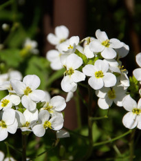 Huseník alpský bílý - Arabis alpina - semena huseníku - 200 ks