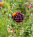 Mák Black Peony - Papaver somniferum - semena máku - 150 ks