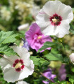 Ibišek syrský Rose of Sharon - Hibiscus syriacus - semena ibišku - 12 ks