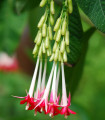 Fuchsie bolívijská bílá - Fuchsia boliviana - semena fuchsie - 10 ks