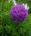 Česnek Aflatunense - Allium aflatunense - cibule okrasného česneku - 3 ks