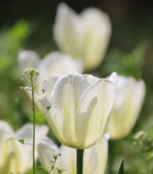 Tulipán Hakuun - Tulipa - cibule tulipánu - 3 ks