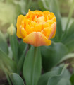 Tulipán Sunlover - Tulipa - cibule tulipánu - 3 ks