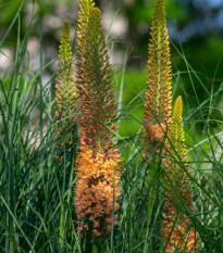 Liliochvostec Pinokkio - Eremurus – hlízy liliochvostce - 1 ks