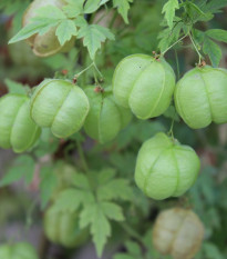 Srdcovnice nadmutá Ballonwein - Cardiospermum halicacabum - semena srdcovnice - 15 ks