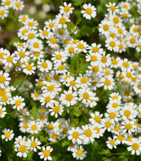 Řimbaba obecná Golden Feverfew - Chrysanthemum parthenium aureum - semena řimbaby - 400 ks