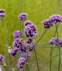 Sporýš argentinský - Verbena bonariensis - semena sporýše - 200 ks