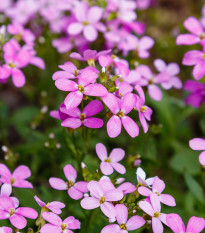 Huseník růžový - Arabis arendsii - semena huseníku - 100 ks