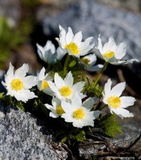 Koniklec alpinský - Pulsatilla alpina - semena koniklece - 10 ks