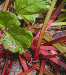 Reveň Viktoria - Rebarbora - Rheum palmatum - semena rebarbory - 20 ks