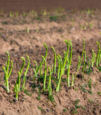 Chřest lékařský Mary Washington - Asparagus officinalis - semena chřestu - 20 ks