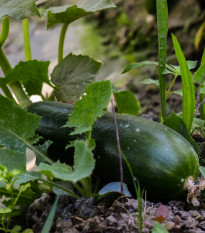 BIO Okurka salátová Tanja - Cucumis sativus - bio semena okurky - 10 ks