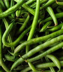 BIO fazole Neckarkönigin - popínavá odrůda - Phaseolus vulgaris - bio semena fazolu - 15 ks