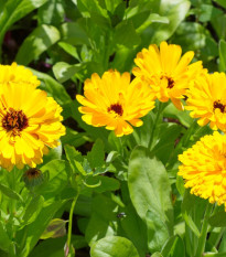 Měsíček lékařský žlutý - Calendula officinalis - semena měsíčku - 30 ks