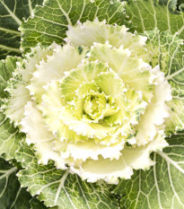 Okrasné zelí bílé Nagoya F1- Brassica oleracea - semena okrasného zelí - 20 ks