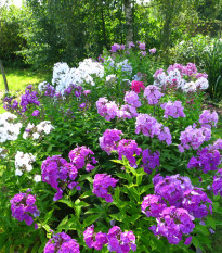 Plaménka latnatá směs barev - Phlox paniculata grandiflora - semena plaménky - 15 ks