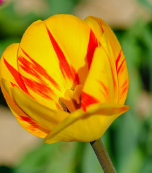 Tulipán Washington - Tulipa - cibule tulipánu - 3 ks